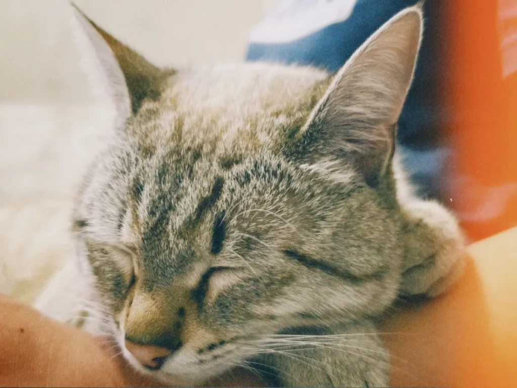 Cat sleeping indoors on a soft surface