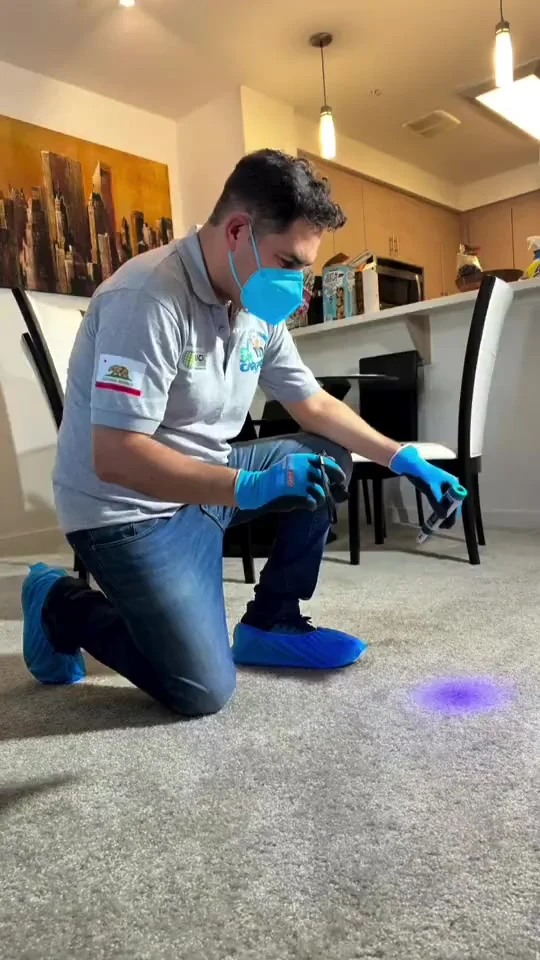 Pedro Andrade of Dr. Carpet inspecting carpet with a UV light before cleaning in Walnut Creek, CA