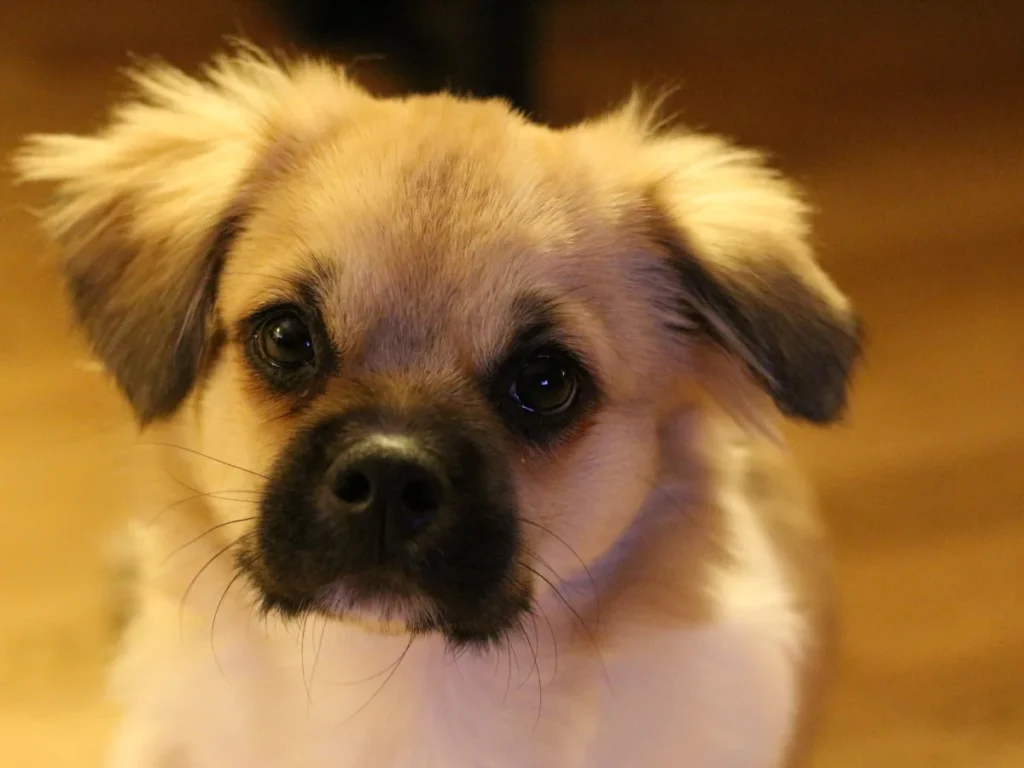 Puppy sitting indoors during house training